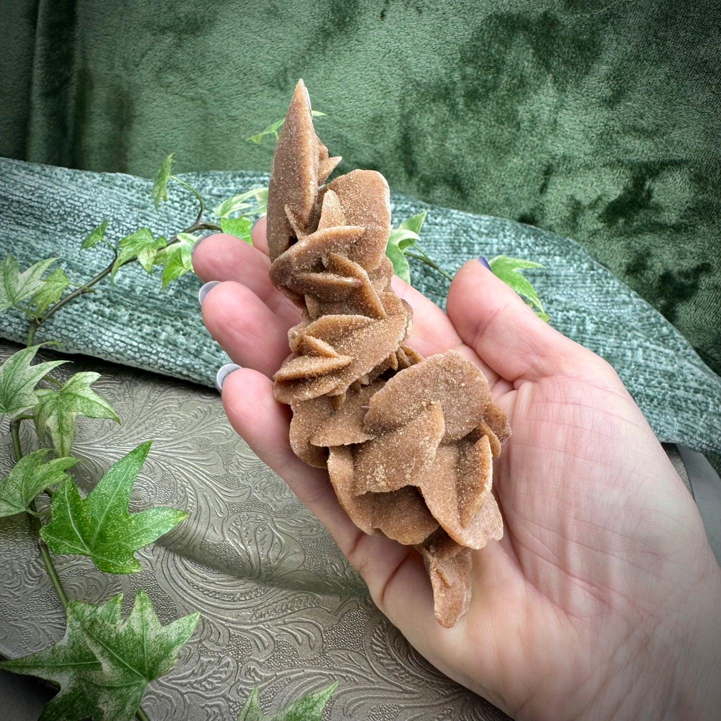Desert Rose