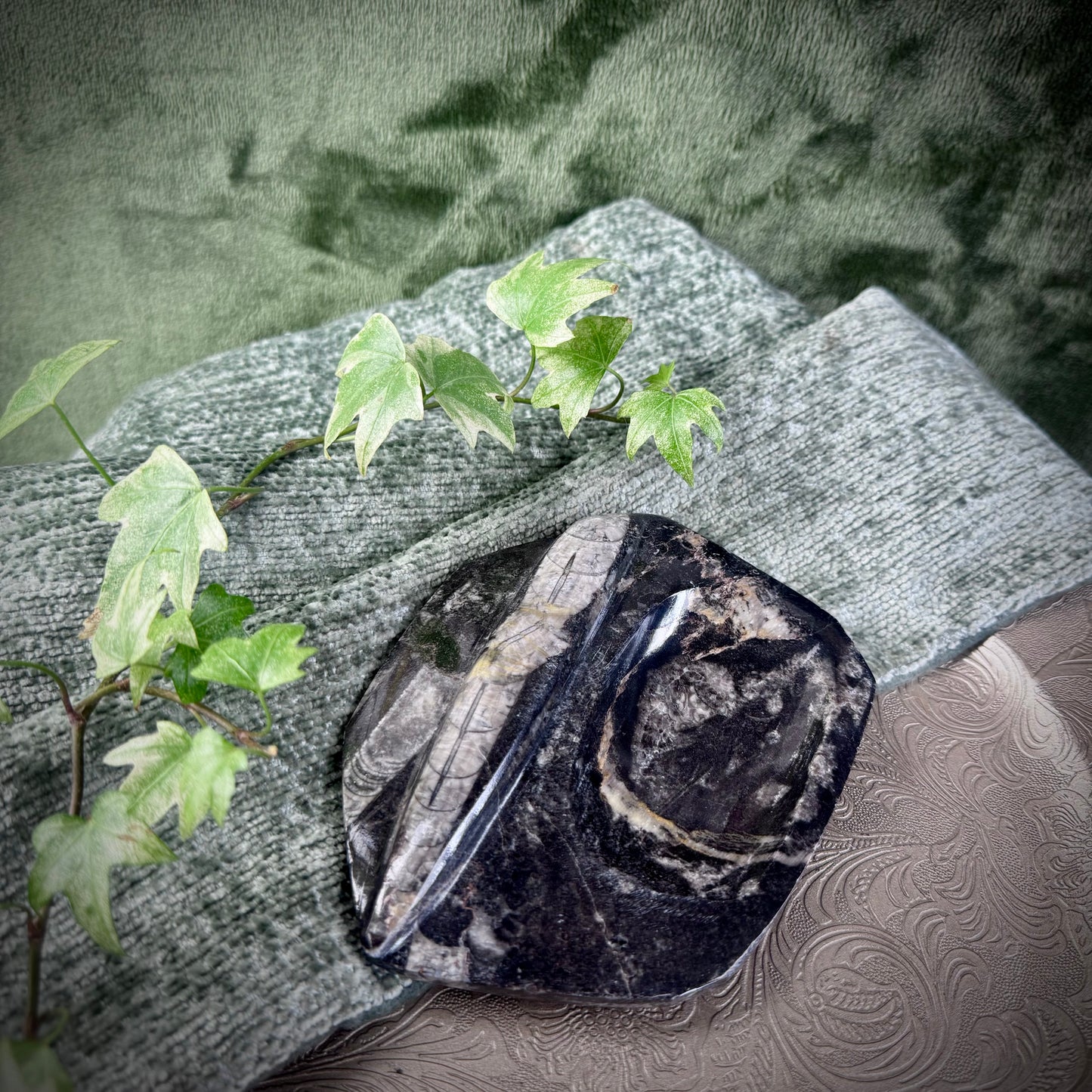 Orthoceras Dish