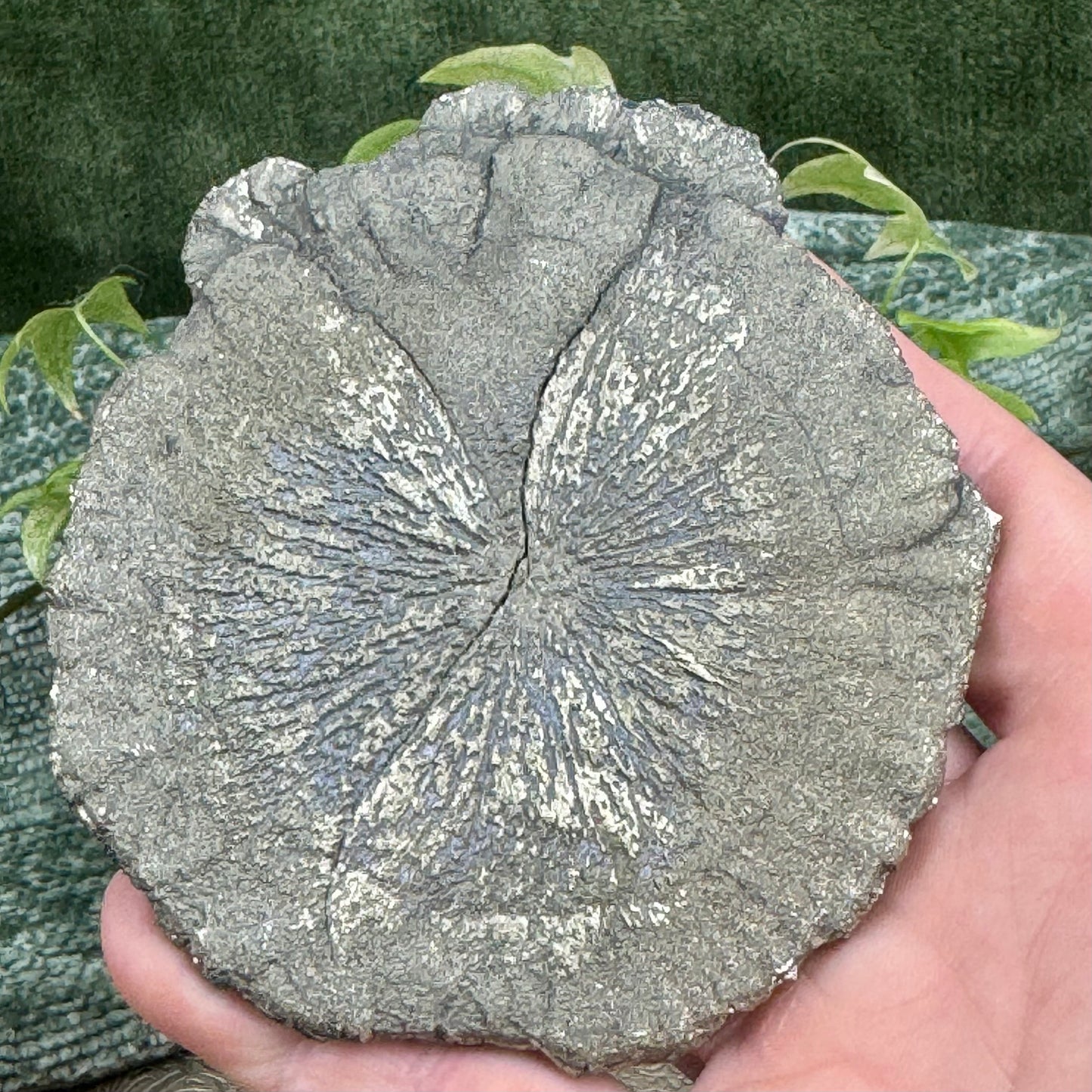 Pyrite Sun – Natural Pyrite Formation