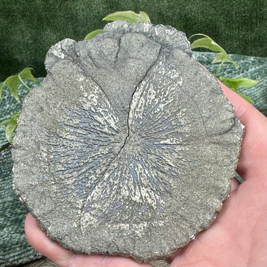Pyrite Sun – Natural Pyrite Formation
