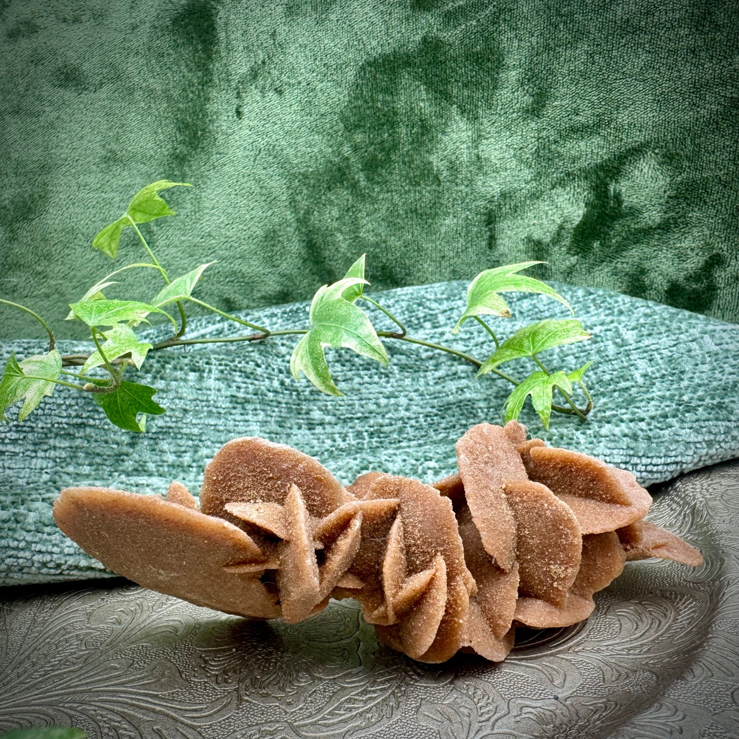 Desert Rose