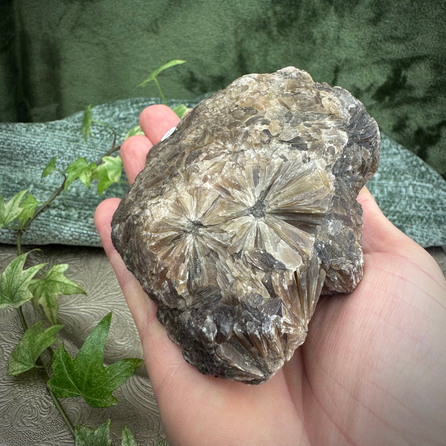 Gypsum Rosette Formation